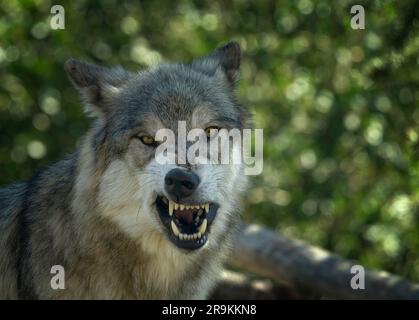 Gros plan sur Wolf. Fossil Butte Pack. Grizzly and Wolf Discovery Centre, Montana Banque D'Images