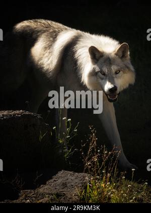 Gros plan sur Wolf. Fossil Butte Pack. Grizzly and Wolf Discovery Centre, Montana Banque D'Images