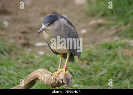 Héron de nuit à couronne noire (Nycticorax nycticorax), ou héron de nuit à tête noire, généralement raccourci à un héron de nuit au zoo de Zagreb, 07 octobre 2019 Banque D'Images