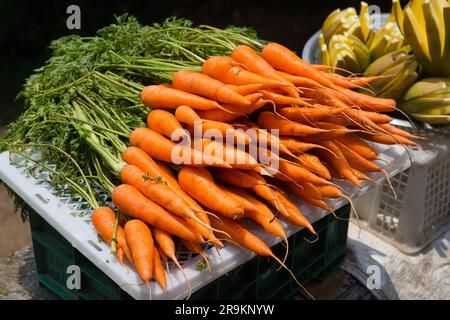 Bouquet de carottes les carottes sont l'un des légumes les plus polyvalents et nutritifs. Banque D'Images