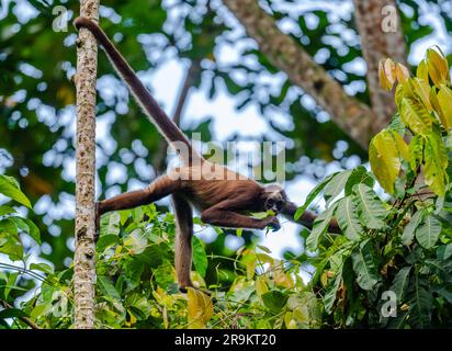 Un singe araignée brune (Ateles hybridus) en danger critique de disparition dans la forêt. Colombie, Amérique du Sud. Banque D'Images