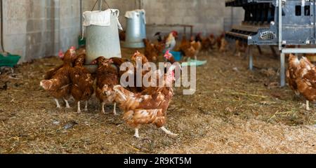 Les poules pondeuses boivent de l'eau à partir d'un buveur automatique dans un coop de poulet Banque D'Images