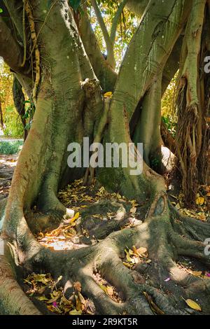 Ficus macrophylla tronc et racines gros plan Banque D'Images