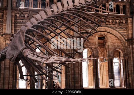 Un groupe de personnes se rassemblent autour d'un grand squelette d'un requin exposé au Natural History Museum, Londres, Royaume-Uni Banque D'Images