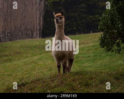 Un animal de ferme alpaga de couleur marron clair avec une fourrure humide sale et des dents qui collent sur l'enclos d'herbe verte à Canterbury, île du Sud Banque D'Images