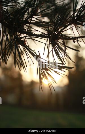 Un faisceau de lumière chaude et dorée traverse le feuillage dense d'un sapin luxuriant Banque D'Images