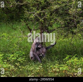 Macaques, langur face violette et singes à l'état sauvage au Sri Lanka, visitez le Sri Lanka Banque D'Images