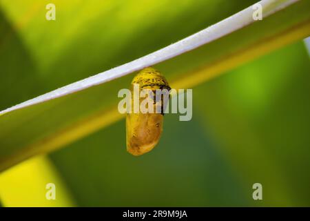 Lumière douce et subtile sur un monarque chrysolis suspendu d'une branche. Banque D'Images