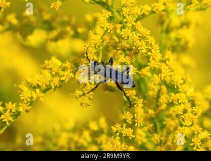 Une grande guêpe noire sur une plante de Goldenrod en fleurs, avec des antennes, et vue d'en haut. Banque D'Images