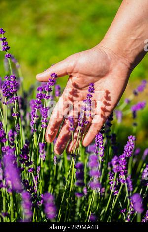 Gros plan de la main de la femme dans les fleurs de lavande sur un champ de lavande. La main de la femme touche la lavande, sentant la nature. Mise au point sélective, espace de copie Banque D'Images