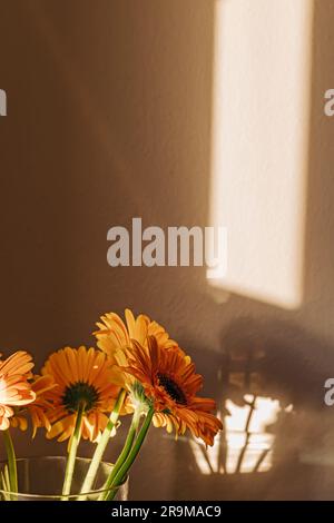 La gerbera orange fleurit en plein soleil avec de la lumière et de l'ombre sur le mur. Banque D'Images