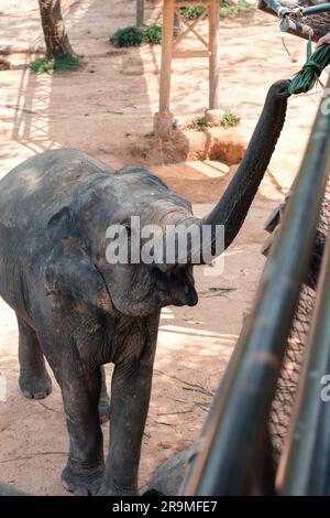 Les éléphants dans la réserve naturelle de l'île de Samui en Thaïlande, à l'exception des éléphants Banque D'Images