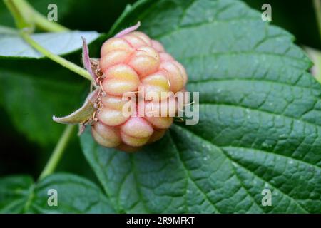 Framboise Rubus fruits à diverses étapes de développement - Rubus parvifolius - framboises rouges sur la plante - souvent mal orthographiées comme framboises Banque D'Images