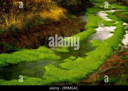 Petite crique sauvage avec herbe verte. Parc national de Yellowstone, Wyoming Banque D'Images