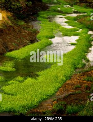 Petite crique sauvage avec herbe verte. Parc national de Yellowstone, Wyoming Banque D'Images