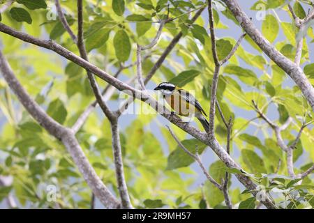 Jamaïcain spindalis ou Tanager jamaïcain à tête rayée (Spindalis nigricephala) en Jamaïque Banque D'Images