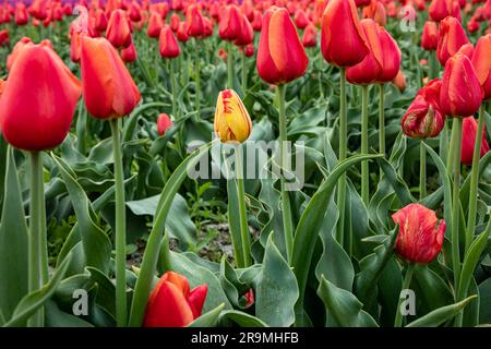 WA23420-00...WASHINGTON - tulipes multicolores dans un champ de tulipes rouges à la ferme de tulipes et bulbes de RoozenGaarde située dans la vallée de Skagit. Banque D'Images