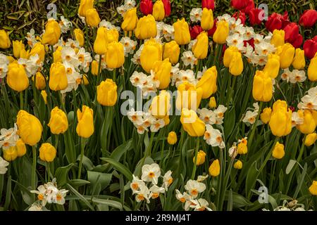 WA23434-00...WASHINGTON - Tulips et jonquilles dans un jardin mixte exposé à la ferme de tulipes et bulbes de RoozenGaarde dans la vallée de Skagit. Banque D'Images