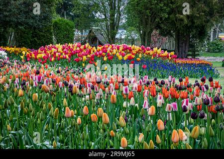 WA23442-00...WASHINGTON - des jardins de démonstration colorés se trouvent à travers les terrains de la ferme de tulipes et bulbes de RoozenGaarde. Banque D'Images