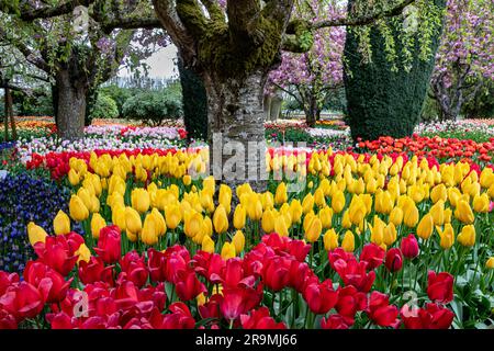 WA23443-00...WASHINGTON - des jardins de démonstration colorés se trouvent dans tout le domaine de la ferme de tulipes et bulbes de Roozenarde. Banque D'Images