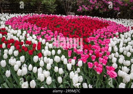 WA23454-00...WASHINGTON - jardin d'exposition en forme de coeur à la ferme de tulipes et bulbes de RoozenGaarde dans la vallée de Skagit. Banque D'Images