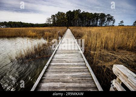 Une promenade en bois s'étendant à travers un marais marécageux dans la baie de Chesapeake, aux États-Unis Banque D'Images