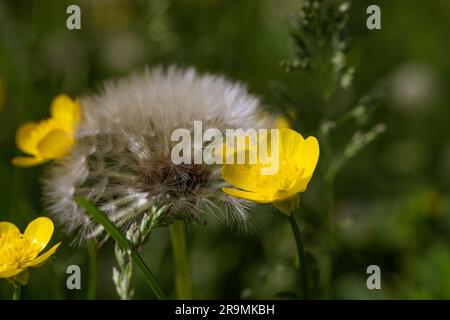 Les têtes de pissenlits et de butterbuttercup sont moelleuses et rapprochées sur un fond vert flou. Carte postale fleurs sauvages Banque D'Images