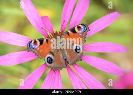 Paon européen ou paon-papillon - Aglais-io - reposant sur Echinacea purpurea - conefleet pourpre, coneflefin de hérisson ou coneflow pourpre de l'est Banque D'Images