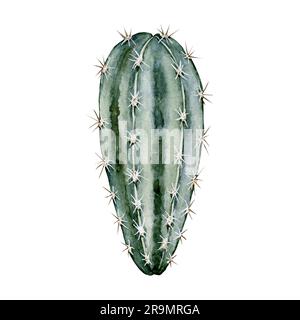 Cactus vert-bleu. Plante maison mignonne avec des épines. Illustration aquarelle de haute qualité Banque D'Images