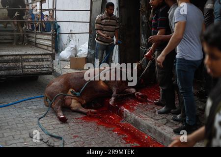 Gaza, Palestine. 28th juin 2023. Les Palestiniens regardent des bouchers massacrer un veau lors de la fête musulmane d'Eid al-Adha dans la ville de Gaza, dans la bande de Gaza, sur 28 juin 2023. Les musulmans du monde entier célèbrent Eid al-Adha pour marquer la fin du hadj en abattant des moutons, des chèvres, des vaches et des chameaux pour commémorer la volonté du prophète Abraham de sacrifier son fils Ismail sur le commandement de Dieu. Photo de Ramez Habboub/ABACAPRESS.COM crédit: Abaca Press/Alay Live News Banque D'Images