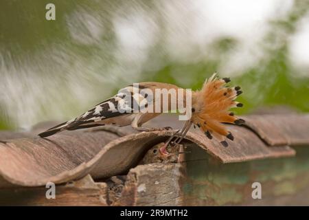 Hoopoe (Upupa epops) هدهد nourrissant des oisillons de proies cet oiseau se trouve dans toute l'Europe, l'Asie, l'Afrique du Nord et de l'Afrique subsaharienne et Madagascar. Il m Banque D'Images