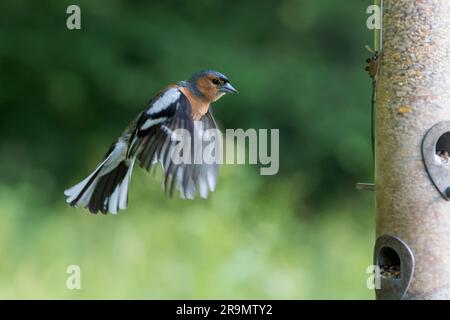 Chaffinch [ Fringilla coelebs ] oiseau mâle volant dans le alimenteur de graines Banque D'Images