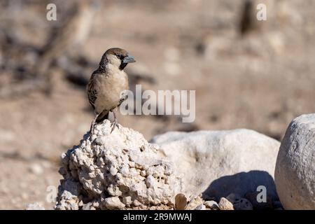 Le tisserand sociable (Philetairus socius) est une espèce d'oiseau de la famille des tisserands, endémique à l'Afrique australe. Il est trouvé en Afrique du Sud, Namibie, Banque D'Images