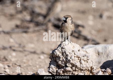 Le tisserand sociable (Philetairus socius) est une espèce d'oiseau de la famille des tisserands, endémique à l'Afrique australe. Il est trouvé en Afrique du Sud, Namibie, Banque D'Images