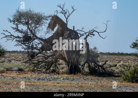 Le tisserand sociable (Philetairus socius) est une espèce d'oiseau de la famille des tisserands, endémique à l'Afrique australe. Il est trouvé en Afrique du Sud, Namibie, Banque D'Images