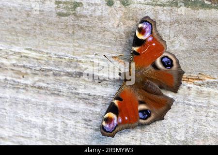 Peacock Butterfly [ Aglais io ] sur une clôture en bois Banque D'Images