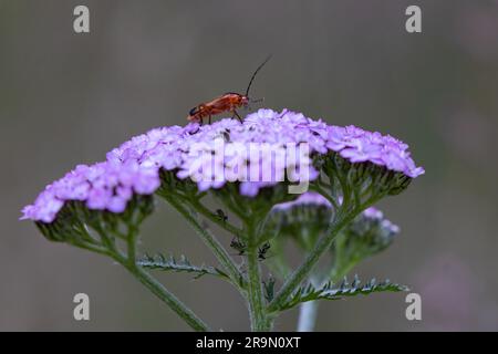 Coléoptère commun de soldat rouge [ Rhagonycha fulva ] sur la tête de fleur Banque D'Images