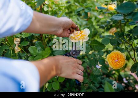 Une femme qui a passé des hanches roses anglaises dans le jardin d'été a été à l'origine de la mort. Jardinier coupant des fleurs sauvages avec un sécateur. Anglais rose par Austin Banque D'Images