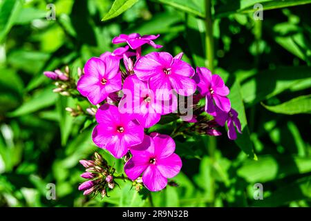 Belle fleur sauvage phlox paniculata sur la prairie, photo composée de fleur sauvage phlox paniculata à herbe prairie, flo sauvage Banque D'Images