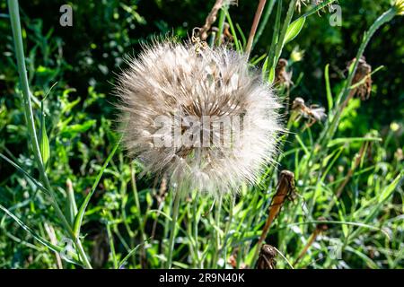 Magnifique pissenlit de graines de fleurs sauvages en pleine croissance sur le pré de fond, photo consistant de pissenlit de graines de fleurs sauvages en croissance à prairie d'herbe, croissance sauvage Banque D'Images