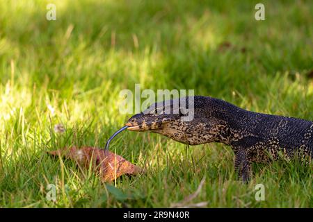 Portrait en gros plan d'un lézard de surveillance dans l'herbe verte. Prédateur reptile dans l'habitat naturel. Banque D'Images