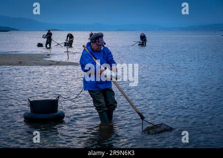 Pêche à la shellfishing, les travailleurs collectant des