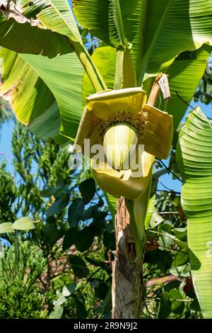 Fleur de banane sur le palmier de banane dans le jardin exotique de Great Dixter, East Sussex, Royaume-Uni Banque D'Images