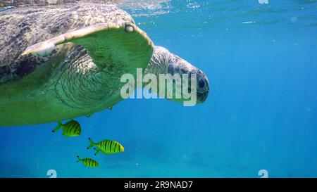 Gros plan de la Grande Tortue de la mer verte (Chelonia mydas) avec un groupe de poissons Trevally d'or (Gnathanodon speciosus) nageant sous la surface de l'eau bleue, R Banque D'Images