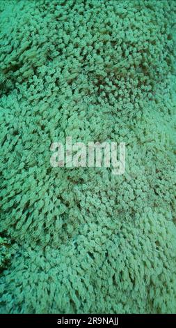 Gros plan, colonies de corail de Flowerpot ou de corail d'Anemone (Goniopora columna). Les polypes de corail se nourrissent par filtrage sur le plancton. Fond naturel de corail po Banque D'Images