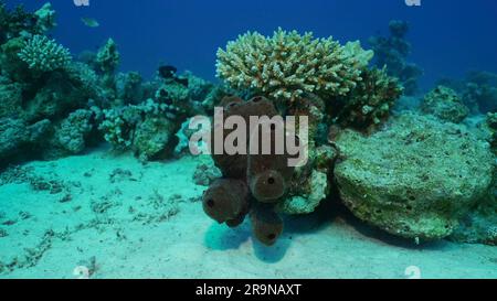 Mer Rouge, Égypte. 24th juin 2023. Gros plan de la grande éponge de mer sur le récif de corail au fond de la mer le jour ensoleillé, Mer Rouge, Safaga, Egypte (Credit image: © Andrey Nekrasov/ZUMA Press Wire) USAGE ÉDITORIAL SEULEMENT! Non destiné À un usage commercial ! Banque D'Images