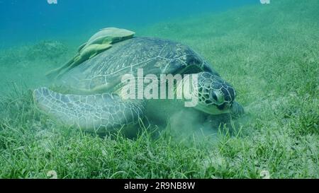 Mer Rouge, Égypte. 24th juin 2023. Gros plan, Grande Tortue verte (Chelonia mydas) manger de l'herbe de la mer à feuilles rondes ou du nain (Syringodium isoetifolium) sur la prairie de la mer, deux poissons Remora sur sa coquille, Mer Rouge, Safaga, Egypte (Credit image: © Andrey Nekrasov/ZUMA Press Wire) USAGE ÉDITORIAL SEULEMENT! Non destiné À un usage commercial ! Banque D'Images