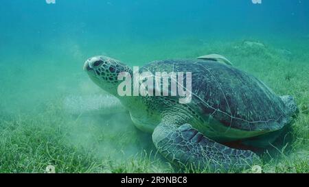 Mer Rouge, Égypte. 24th juin 2023. Grande Tortue verte (Chelonia mydas) avec poisson Remora en carapace se trouve sur un pré en herbes marines à feuilles rondes ou nagele (Syringodium isoetifolium) Mer Rouge, Safaga, Egypte (Credit image: © Andrey Nekrasov/ZUMA Press Wire) USAGE ÉDITORIAL SEULEMENT! Non destiné À un usage commercial ! Banque D'Images