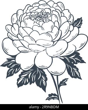 Belle fleur vintage sur tige avec esquisse d'encre de feuillage. Pivoine de jardin dessinée à la main. Fleur de rose luxuriante, illustration vectorielle isolée Illustration de Vecteur