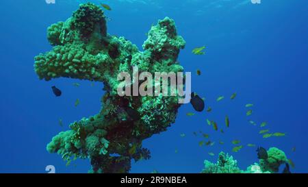 Mer Rouge, Égypte. 24th juin 2023. Silhouette de corail formation d'une forme bizarre inhabituelle sur les fonds marins, mer Rouge, Safaga, Egypte (Credit image: © Andrey Nekrasov/ZUMA Press Wire) USAGE ÉDITORIAL SEULEMENT! Non destiné À un usage commercial ! Banque D'Images